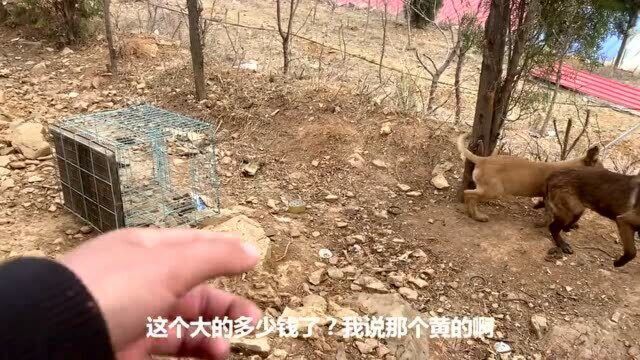 实拍农村宠物犬养殖基地,30多条狗狂吠不止,大哥怒吼呵斥!