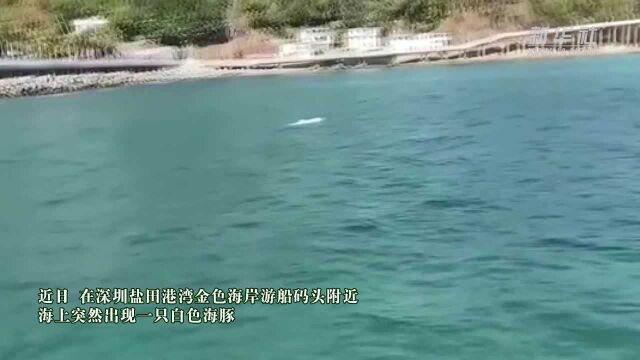 白海豚再现深圳海湾