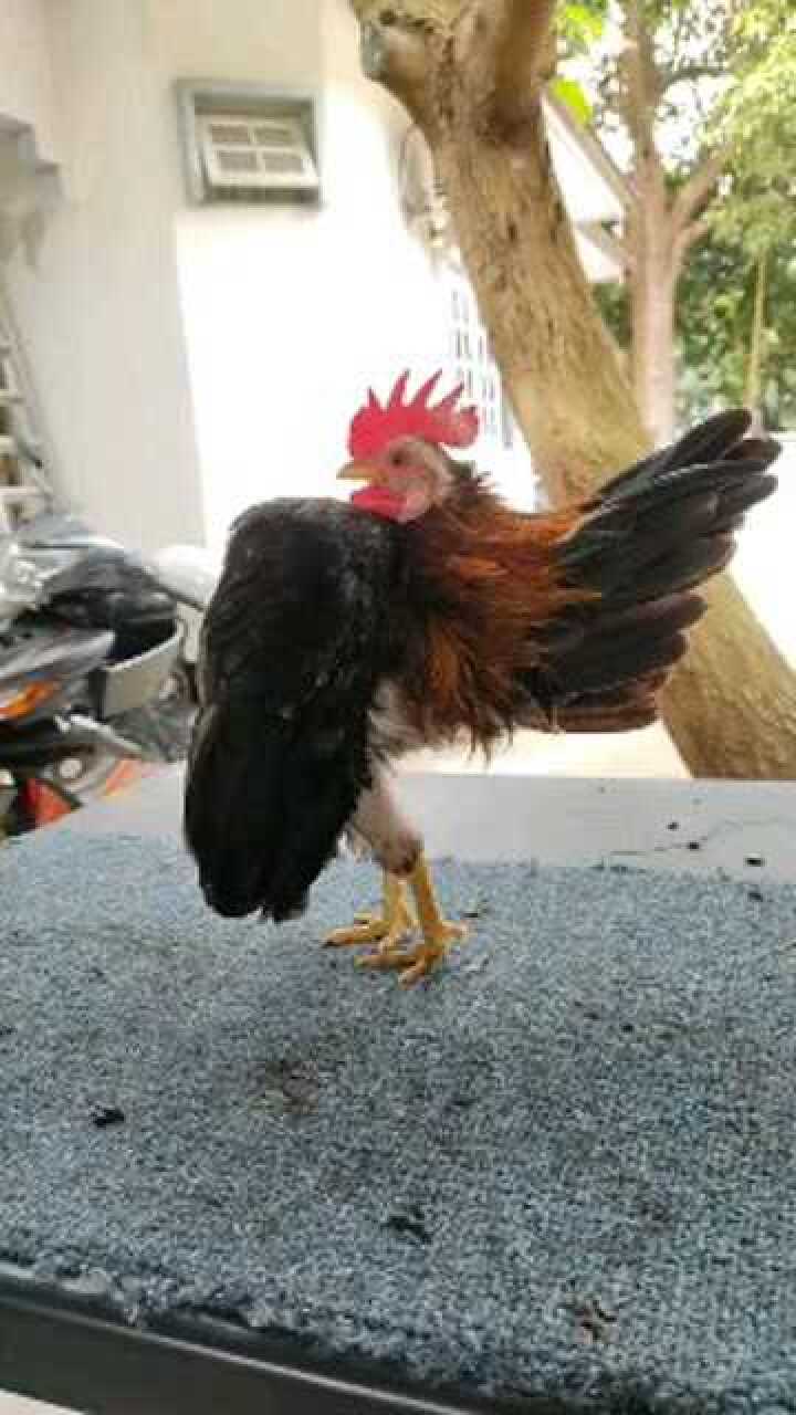 昂首挺胸的公鸡