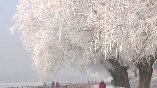 吉林省吉林市:雾凇美景迎“春”来