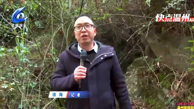 【温视频】新春走基层 “文成西藏”桂山乡的黄年糕传承路