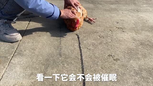 网传在鸡面前画一条线,鸡会被催眠,除非有巨响才会醒,做个实验