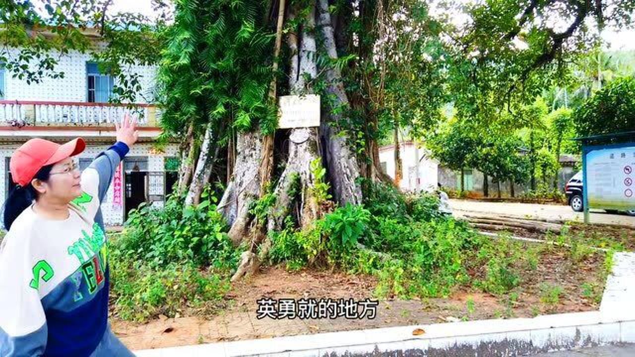 探访洪常青就义遗址大榕树已物是人非远去的故事仍历历在目