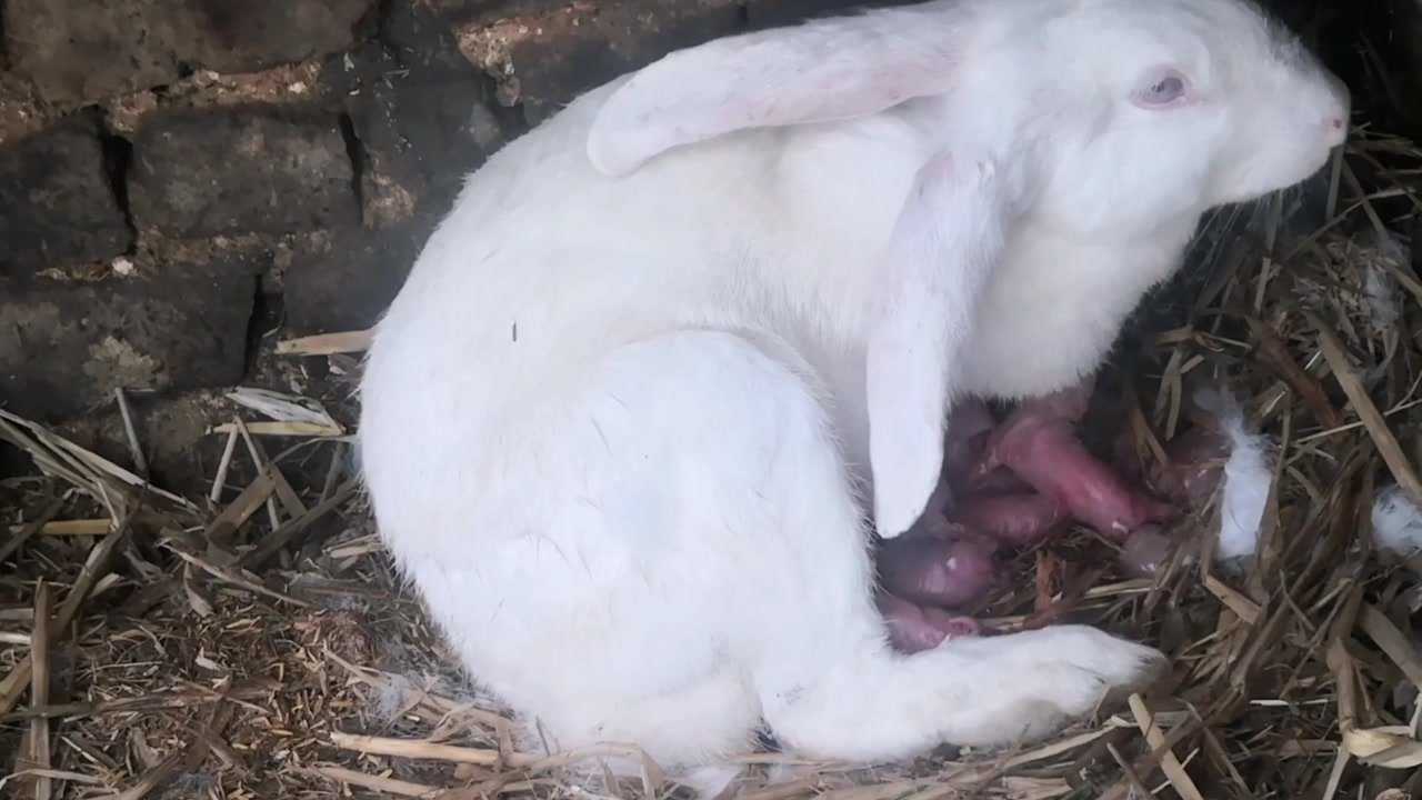 母兔生宝宝全过程 ,一窝9只15分钟搞定,快不