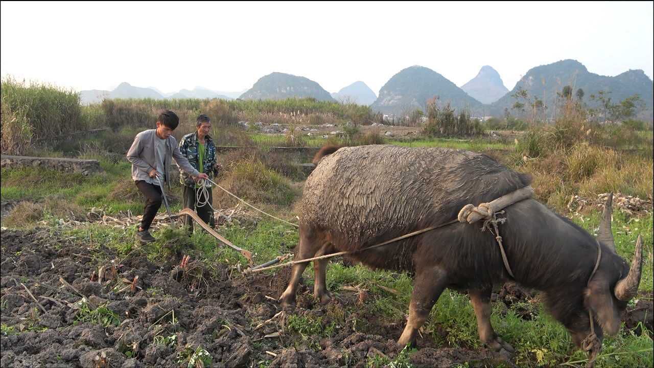 農村63歲大伯用牛耕地賺錢一畝地連犁帶耙200塊看著太辛苦了