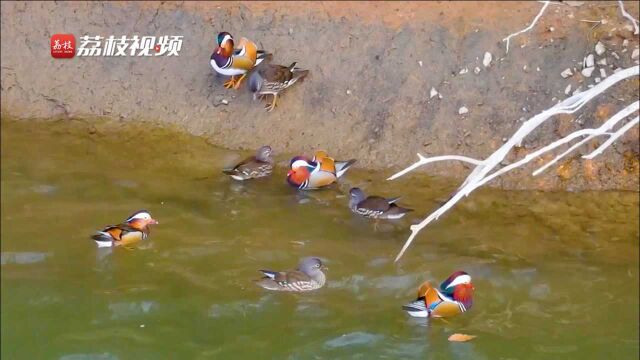 春光明媚!溧阳天目湖鸳鸯戏水秀“恩爱”