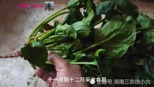 湖南有一农民种出了全国最大的菠菜,来看看到底有多大?