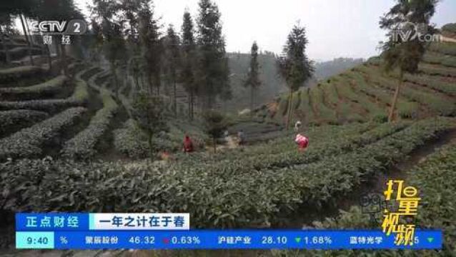 四川雅安:茶产业规范化发展,茶农茶企同受益