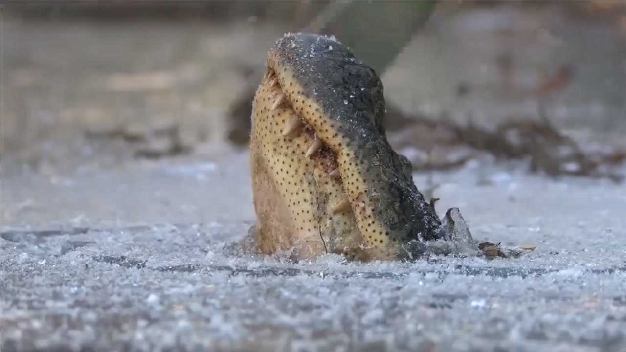 鳄鱼冬眠为啥要将自己冻在水里,就不怕饿死吗?这就不懂了吧!