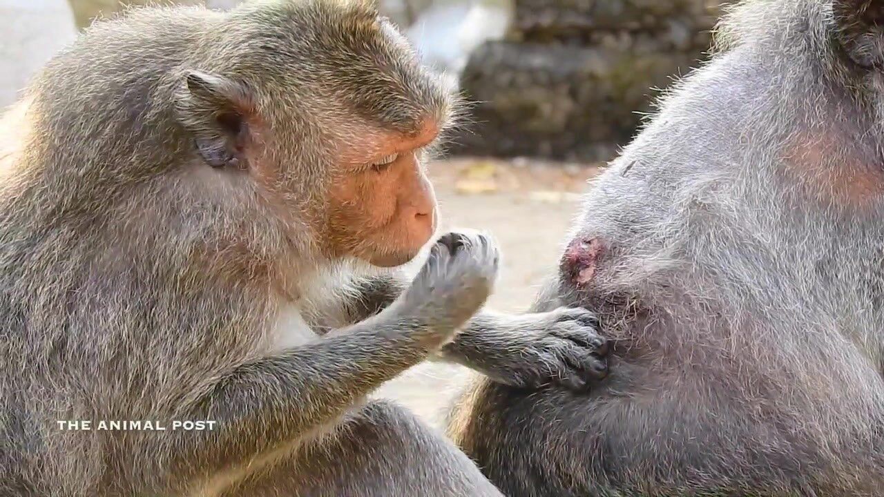 公猴子对母猴子可好了,母猴觉得好享受!