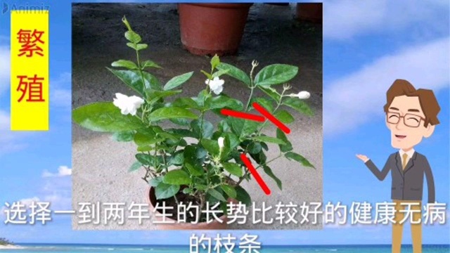 居家健康花草,茉莉花的栽培小知识,你会了吗?