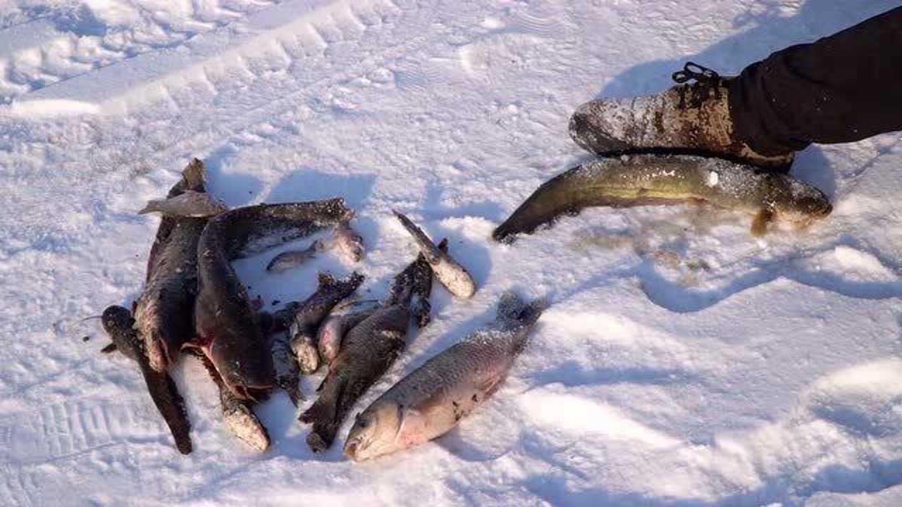 东北冬天大河找鱼窝,不起眼的小河湾,一网上来全都是野生大鲶鱼_腾讯