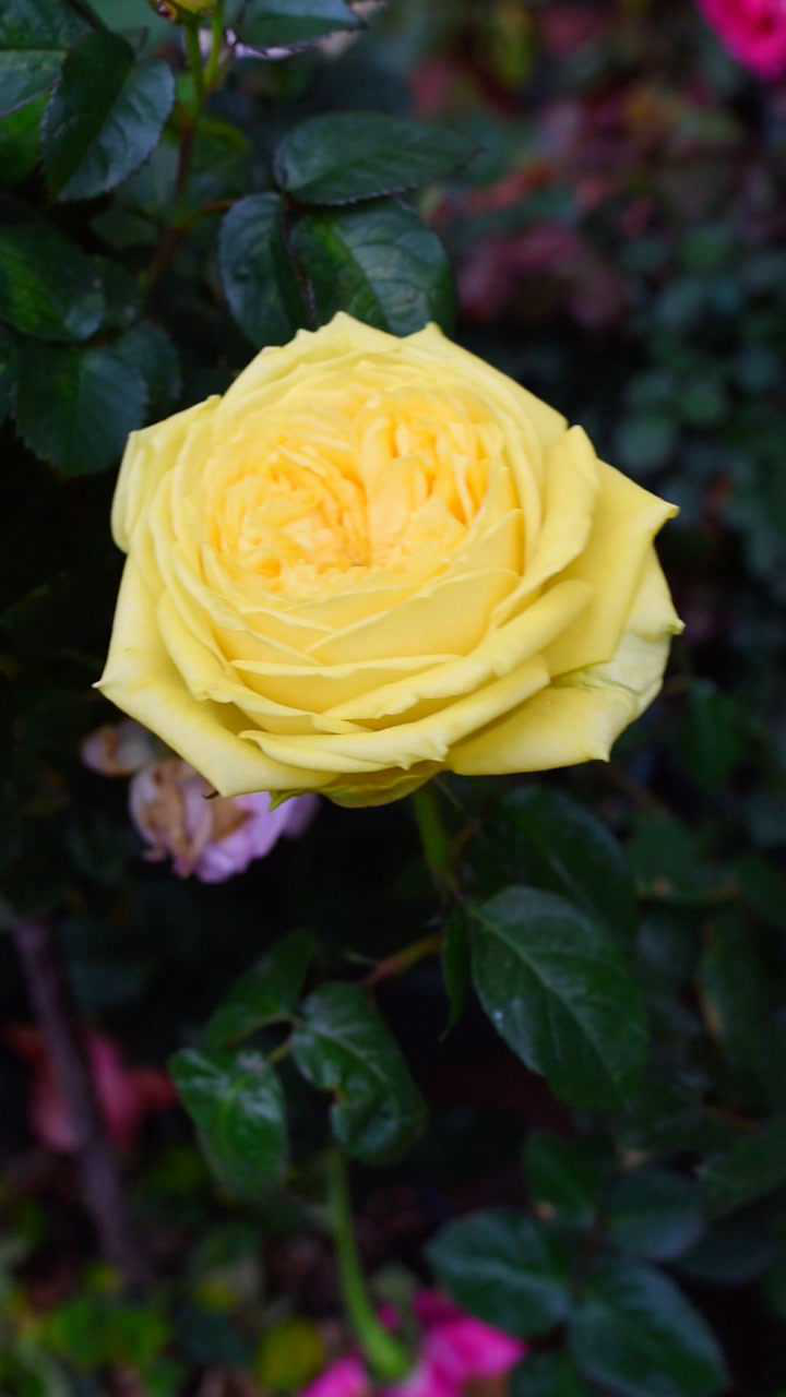 月季卡特琳娜勤花而且花朵大带有淡淡的水果香