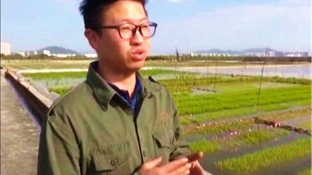 走进水稻育种中心:200亩水田种植研究品种,不同田块有不同作用