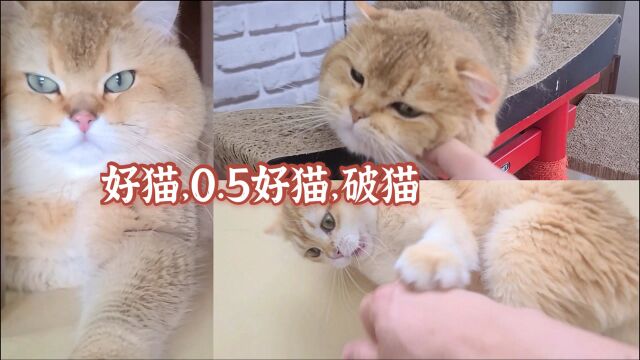 我家里的好猫、0.5好猫、破猫!