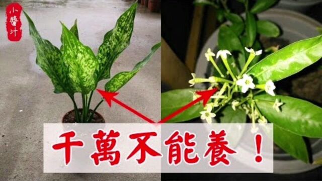 植物风水:4种不宜摆放在家中的“破财花”,谁养谁败家!养花一定要避!