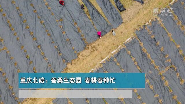 重庆北碚:蚕桑生态园 春耕春种忙