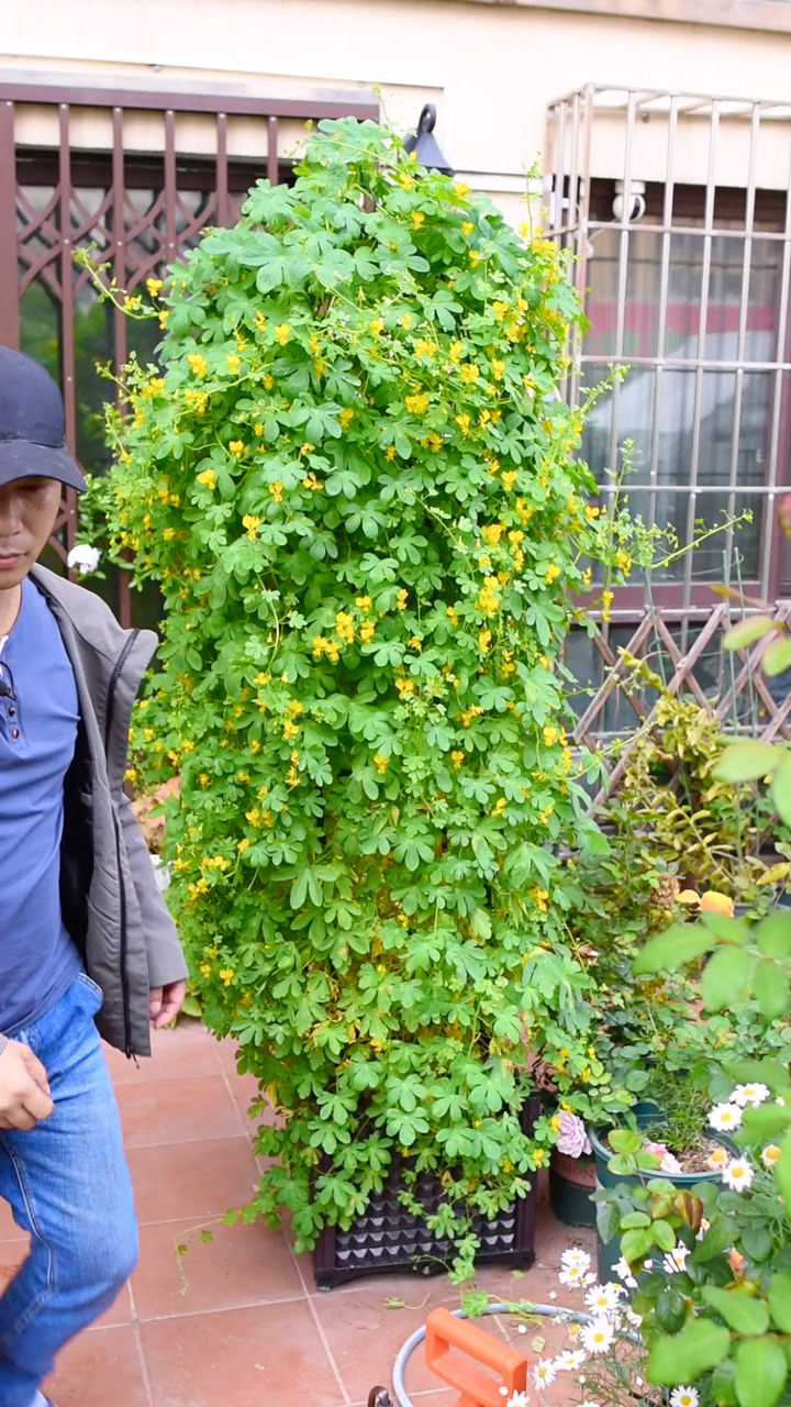 半年时间,一粒种子变花柱,爬藤超快的旱金莲藤金丝雀