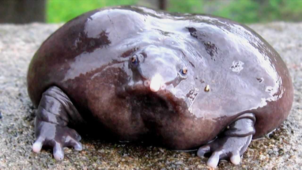 这是什么蛙?憨憨肥肥还长个猪鼻子,还是个老不死的"活化石"!