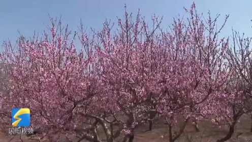 54秒|枣庄峄城仙人洞千亩桃花花开正旺