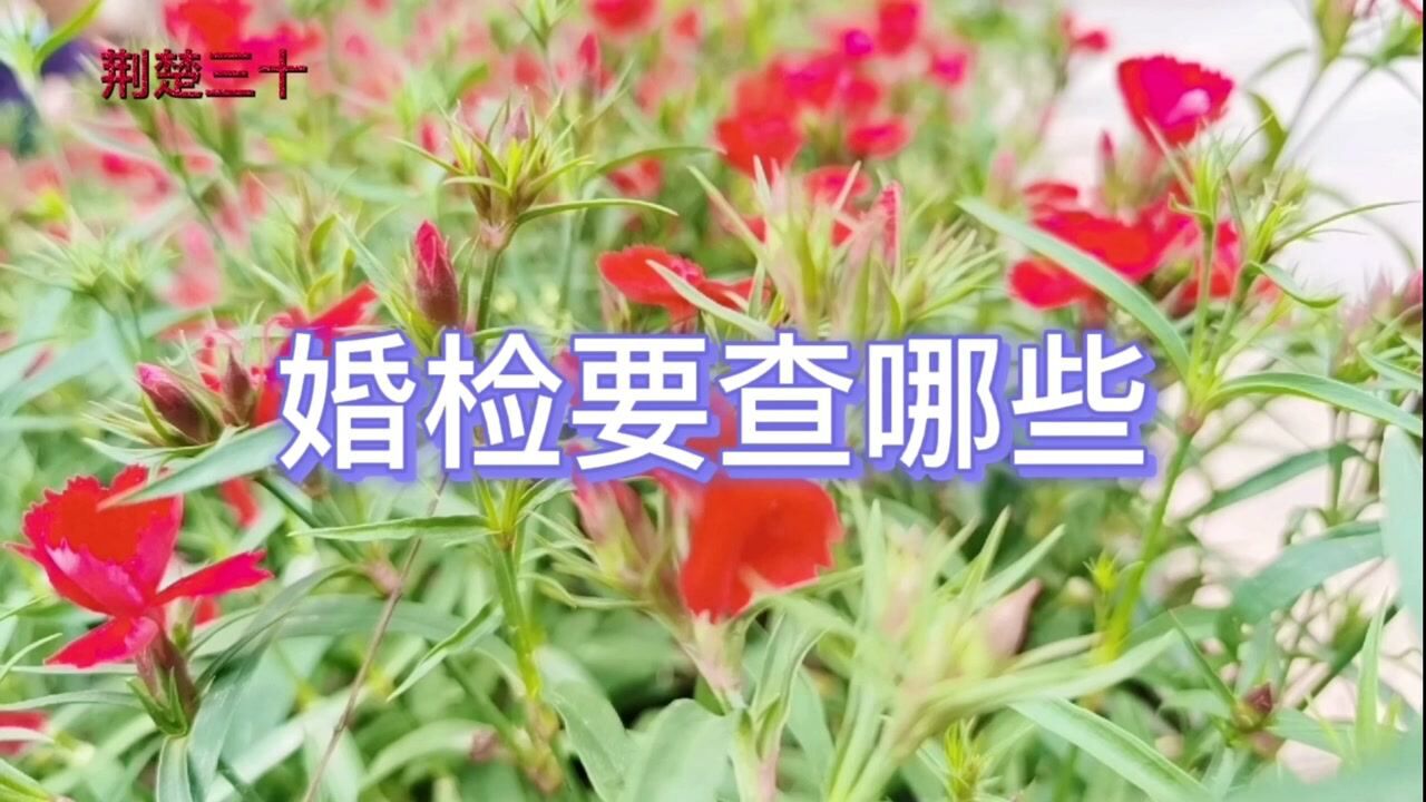 婚检要查哪些腾讯视频