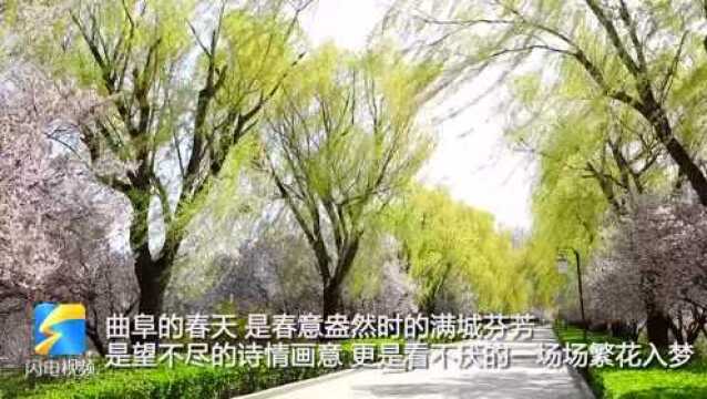 37秒丨春意盎然诗情画意 曲阜春景“醉”迷人