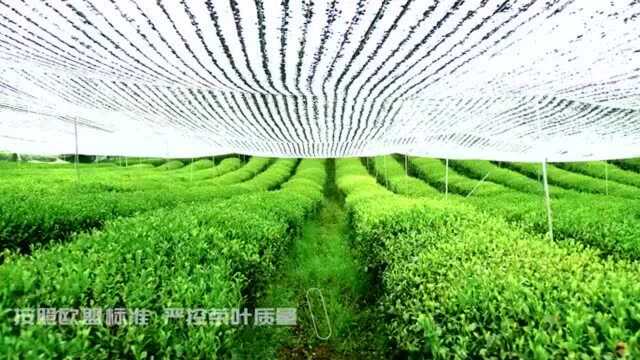 视频| 贵茶——抹茶