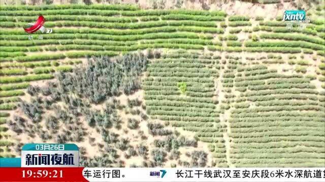 鹰潭:江西首个紫茶品种在龙虎山培育成功