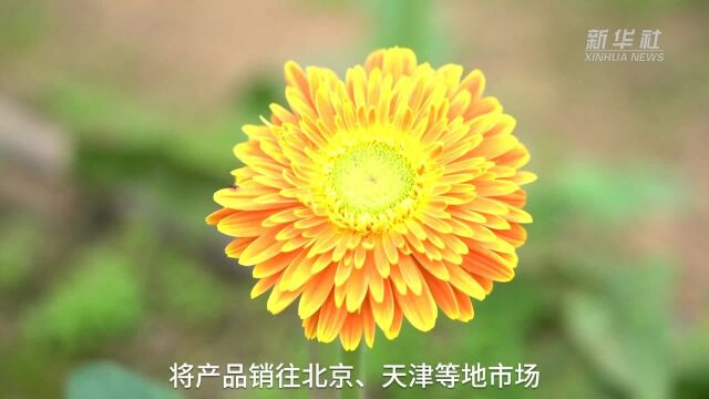 河北迁安:发展花卉产业 助力乡村振兴