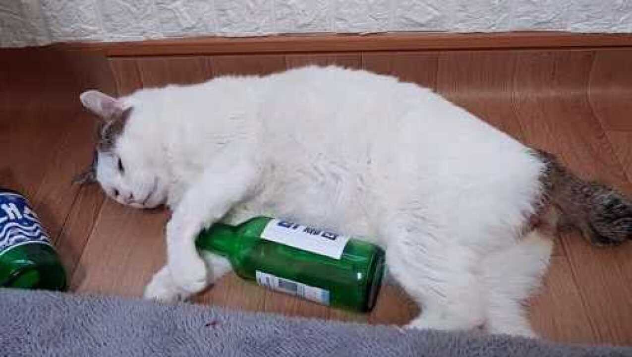 猫咪抱着啤酒瓶睡觉了在盖上报纸