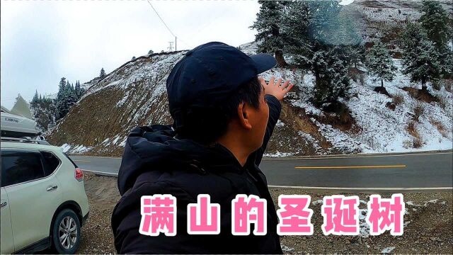 穷游新疆,若尔盖下过雪的山谷,松树全变成了圣诞树