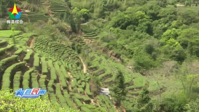 满园茶叶俱飘香 绿色铺就致富路