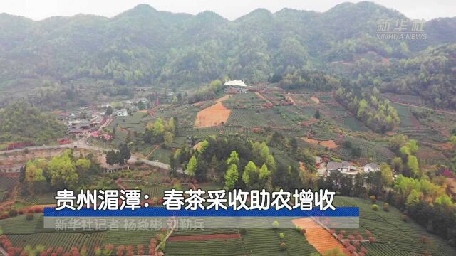 贵州湄潭:春茶采收助农增收