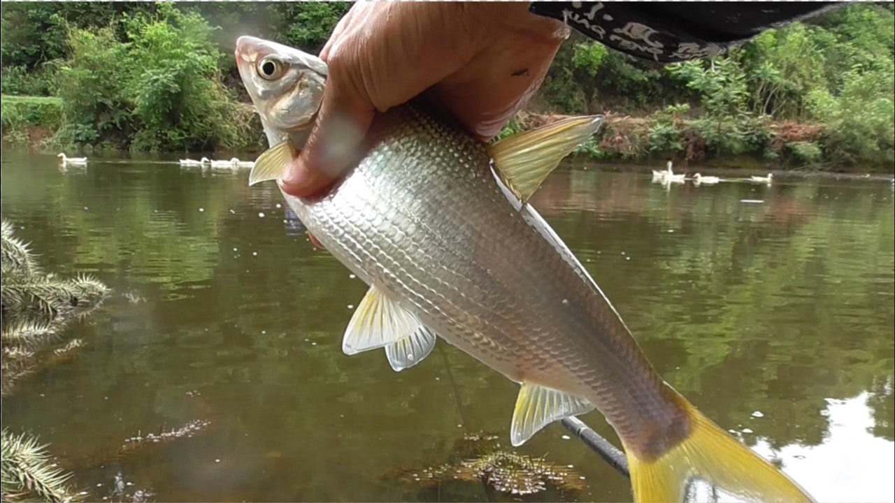 你还不会钓黄尾?水库夜钓高清看漂相,这样抓口必中鱼