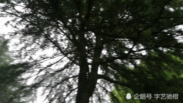 松树就是防雨的伞