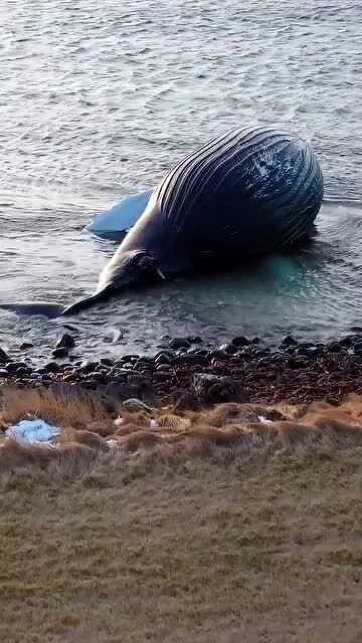 海洋被破坏?不明原因搁浅的大翅鲸,令人心疼!