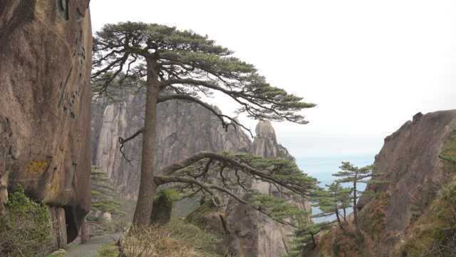 树龄千年仍挺拔!黄山迎客松每年都在“长高”