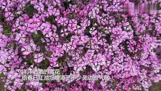 雪花与杜鹃花共舞!重庆红池坝迎来降雪天气