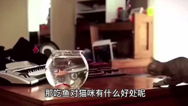 猫咪吃鱼有什么好处呢?