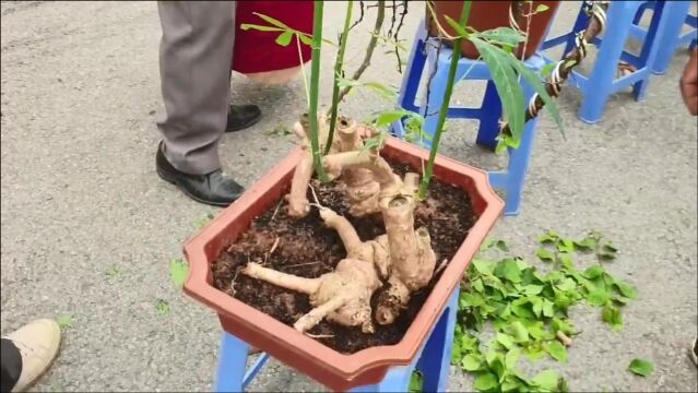 花鸟市场:这里的盆景氛围不错,很多爱好者前来买卖,我也来逛逛