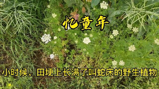 田野里遇见儿时熟悉的花儿,忆起童年,阳光洒满内心,温暖如初!