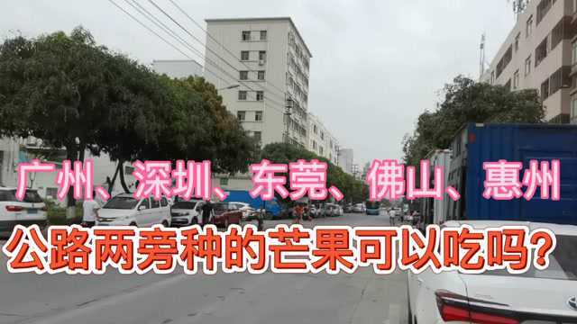 广州,深圳,东莞,公路两旁随处可见的芒果可以吃吗?