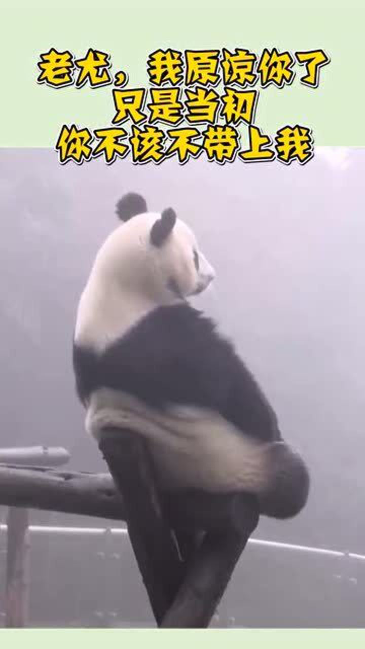 熊猫:蚩尤我想你了,只是当初,你不该不带上我!