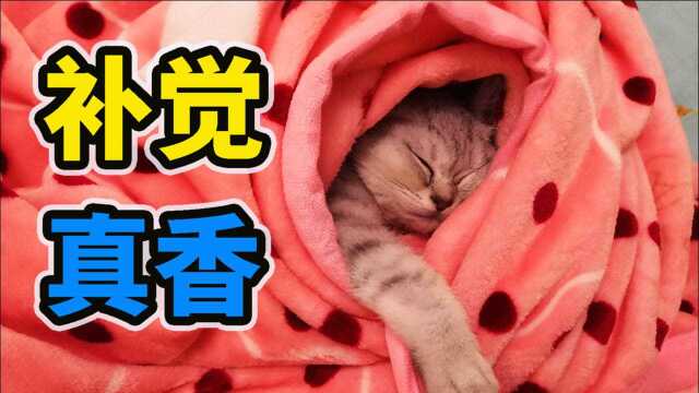 抓拍一只睡午觉的小猫咪,有一丢丢萌