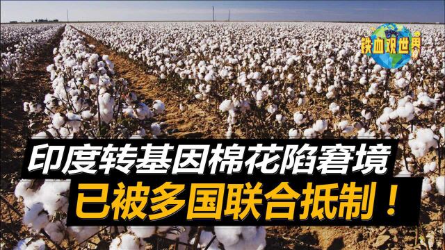 印度转基因棉要走向灭亡?无法抵抗害虫,或是有机棉崛起最佳时机