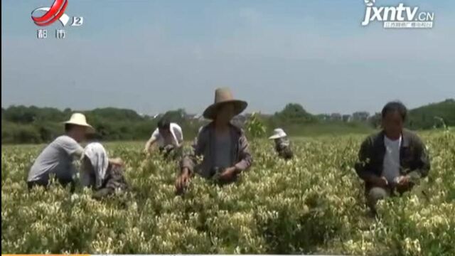 【赣闻天下】上饶鄱阳:金银花花开正旺 价格上涨忙采摘