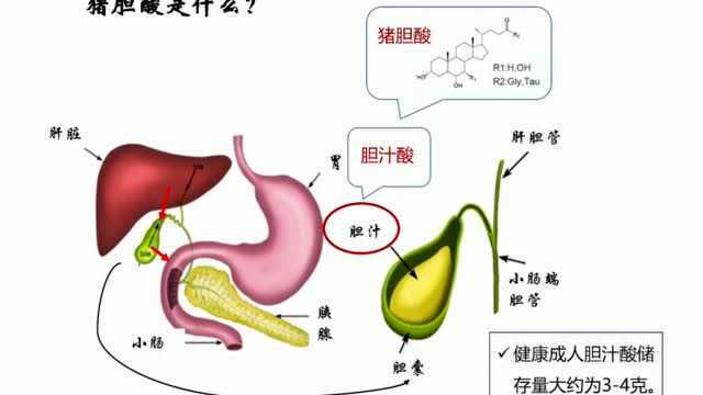 猪胆酸——远离糖尿病的“金钟罩”