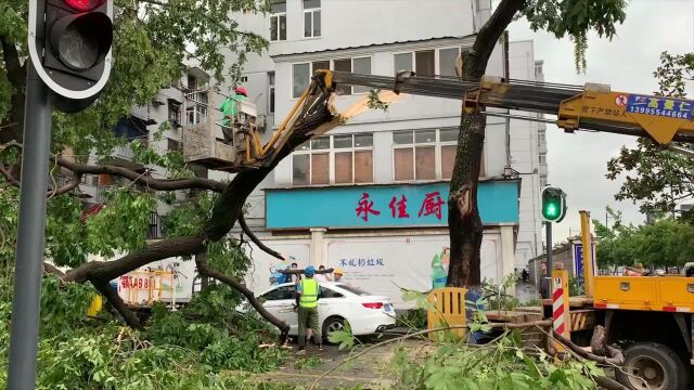 近7层楼高的大树被狂风暴雨折断,园林部门紧急排险