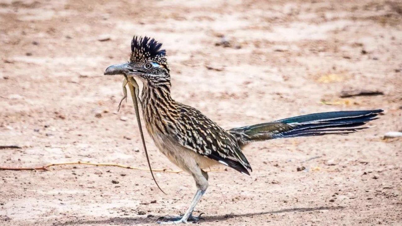 响尾蛇毒名远播,但在走鹃眼里,却构不成威胁!
