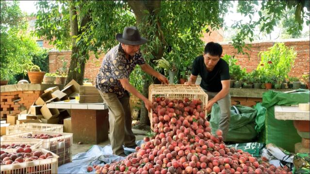 小伙助农带货,一天接到200个订单,现场忙的不亦乐乎